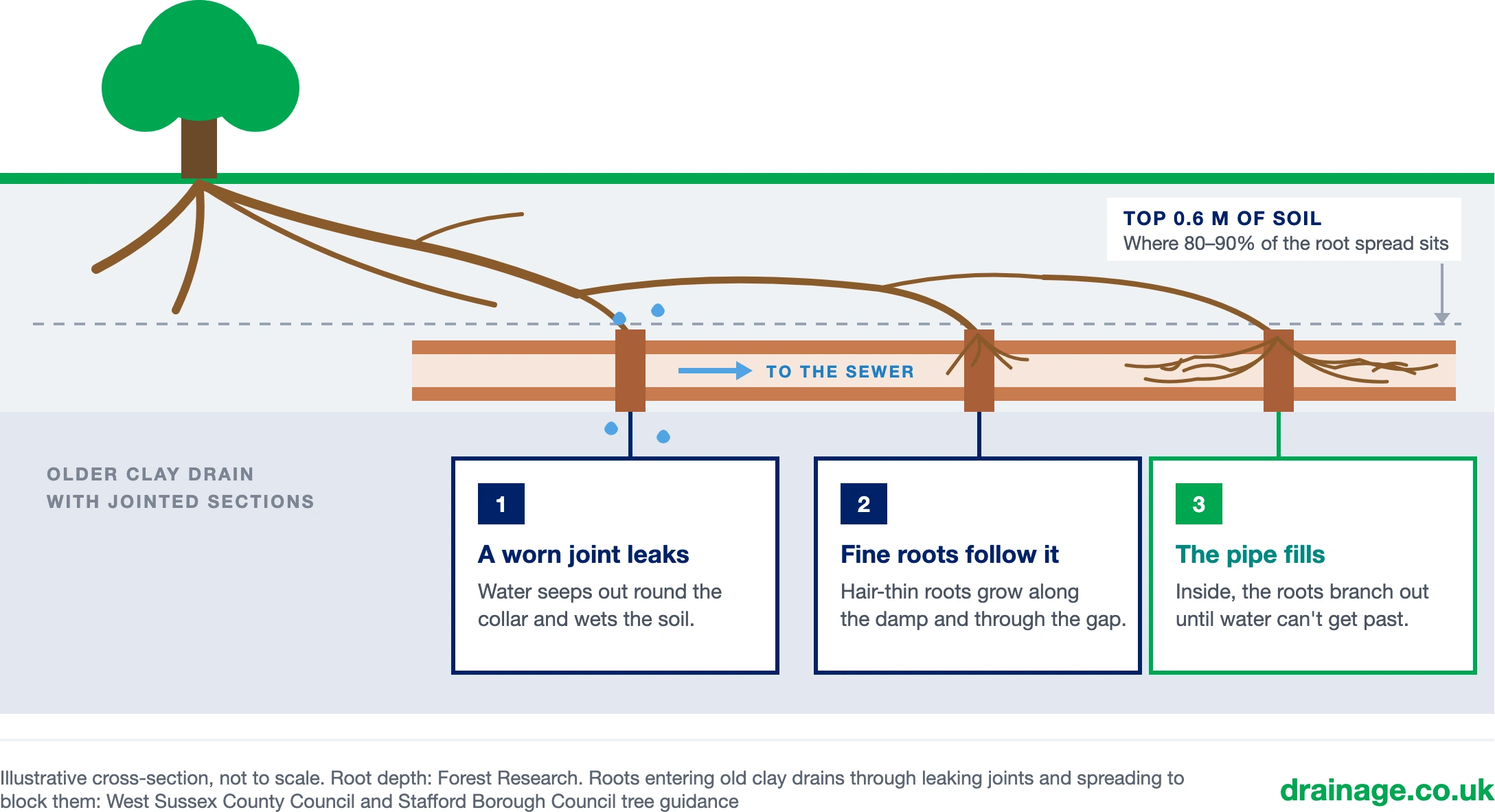Cross-section of an older clay drain with jointed sections running past a tree to the sewer, with most of the roots in the top 0.6 metres of soil, where 80 to 90% of the root spread sits. One: a worn joint leaks, and water seeps out round the collar and wets the soil. Two: fine roots follow it, growing along the damp and through the gap. Three: the pipe fills, as the roots branch out inside until water cannot get past.
